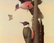 Lewis Woodpecker - 威廉·齐默曼